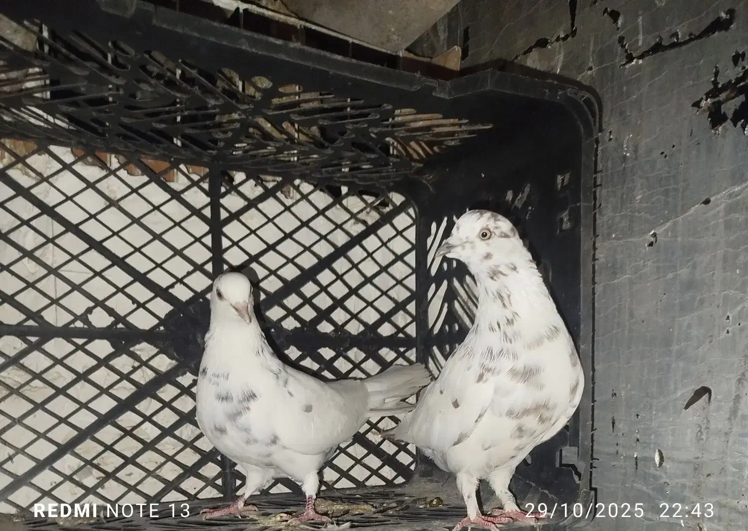 کبوتر پرشی|پرنده|گرگان, |دیوار