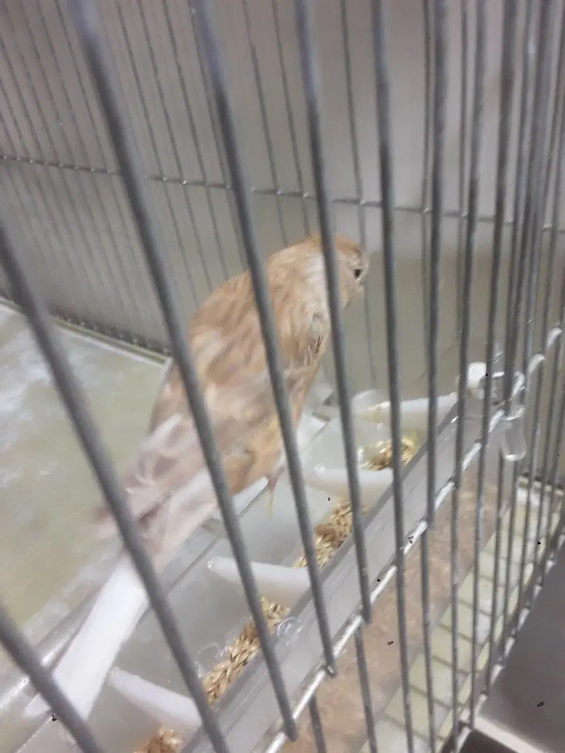 ماده قناری|پرنده|خمینی‌شهر, |دیوار