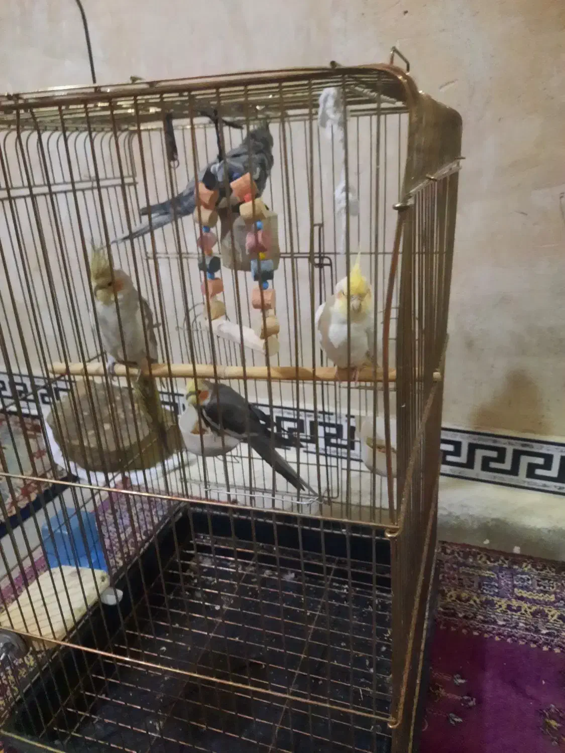 عروس هلندی مولد|پرنده|کوهدشت, |دیوار