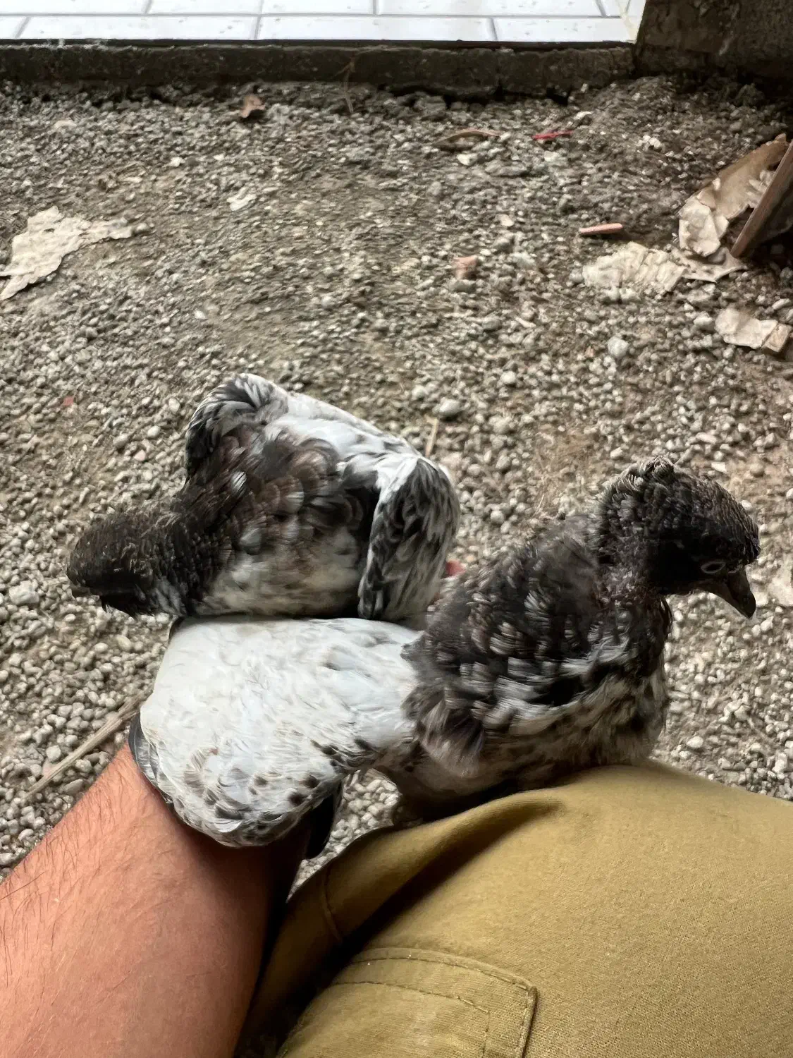 فروش یک جفت کبوتر پرشی|پرنده|رضوانشهر, |دیوار