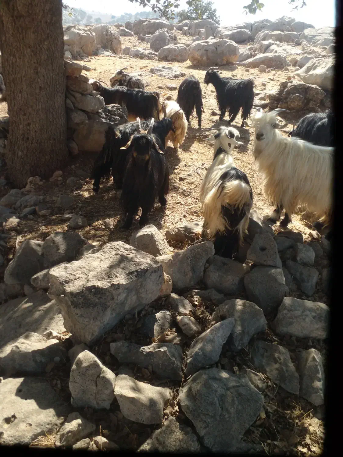 ۳۰ راس بز بفروش میرسد|حیوانات مزرعه|ایذه, |دیوار