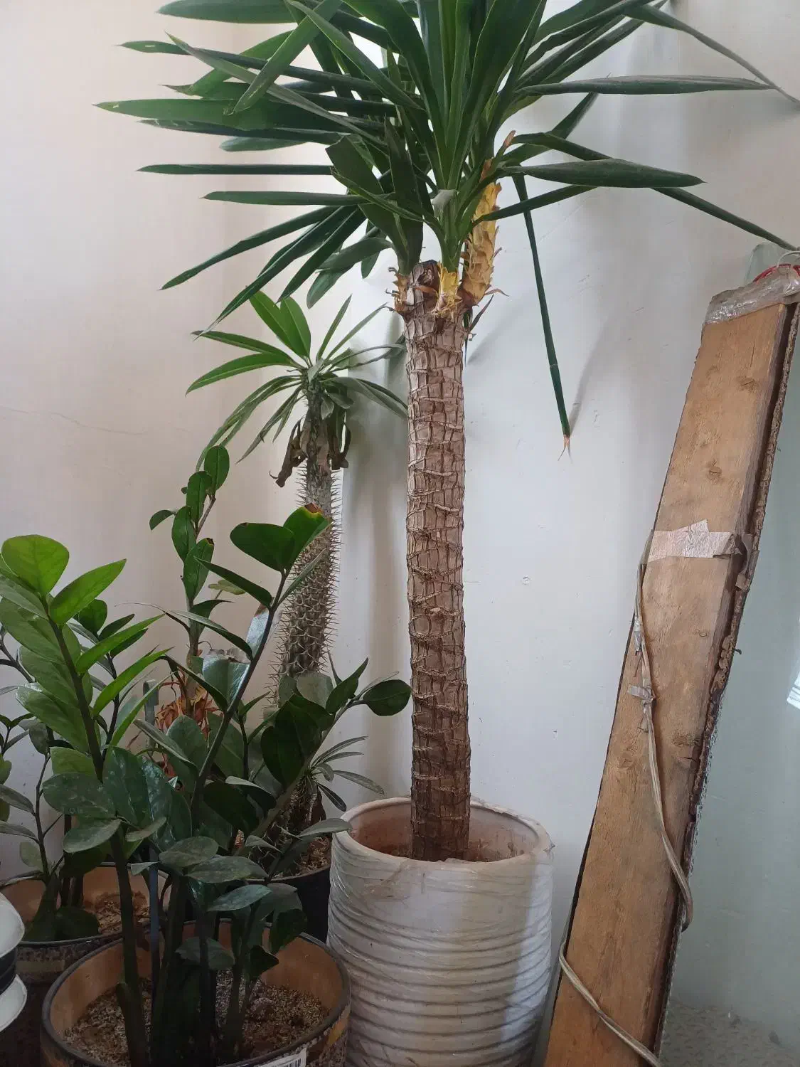 گل یوکا|گل و گیاه طبیعی|نسیم‌شهر, |دیوار