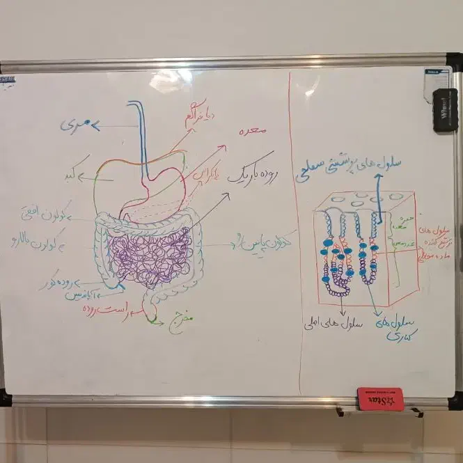 کلاس ریاضی و علوم پایه ابتدایی و دوره اول متوسطه|خدمات آموزشی|رشت, معلم|دیوار