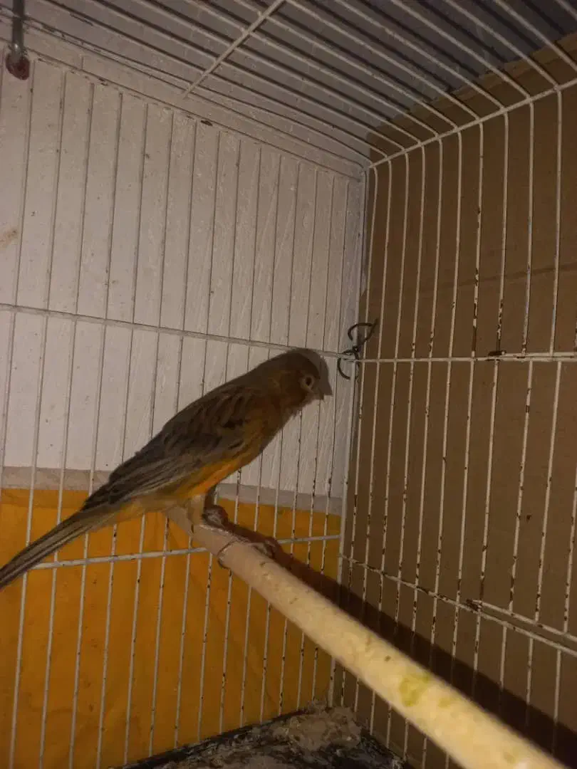 معاوضه یافروش|پرنده|شیبکوه (فارس), |دیوار