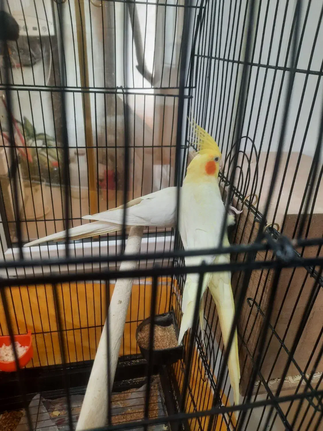 عروس هلندی لوتینو|پرنده|ری, فیروزآبادی|دیوار