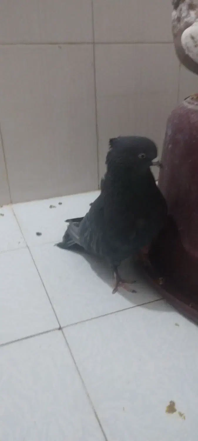 کفتر نر زاغ ازنسل سرور سوقدیم|پرنده|پرند, فاز ۶|دیوار