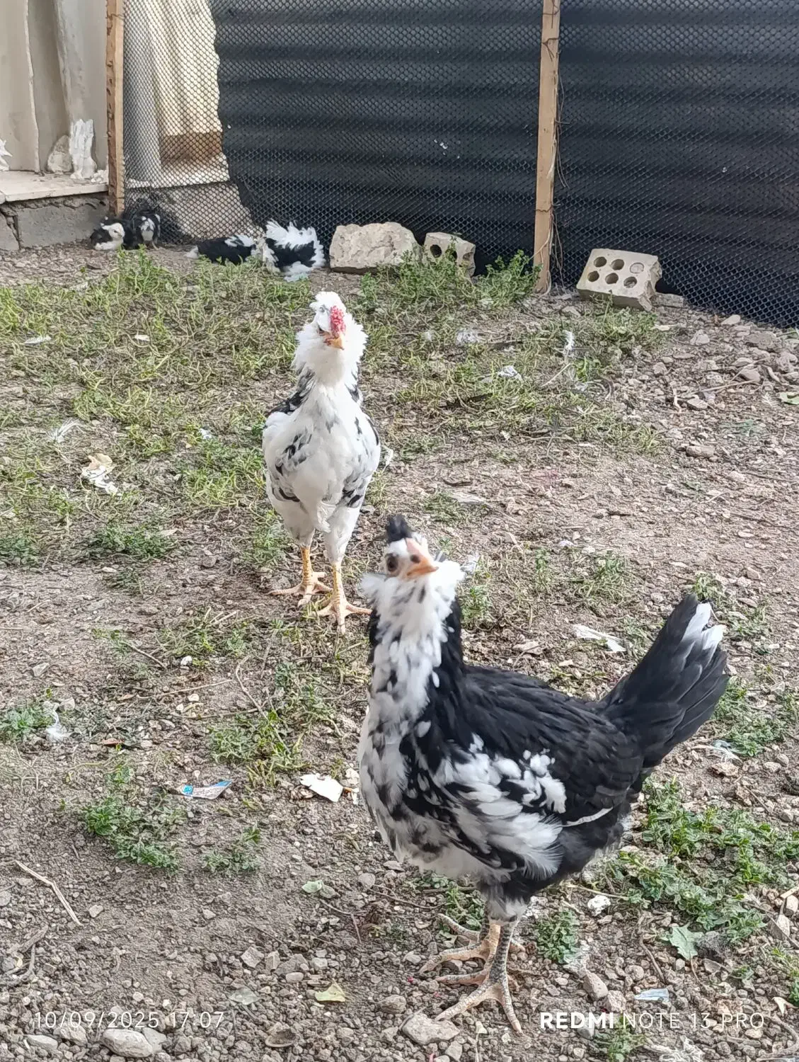 مرغ و جوجه های فول کیفیت گلین|حیوانات مزرعه|سمنان, |دیوار