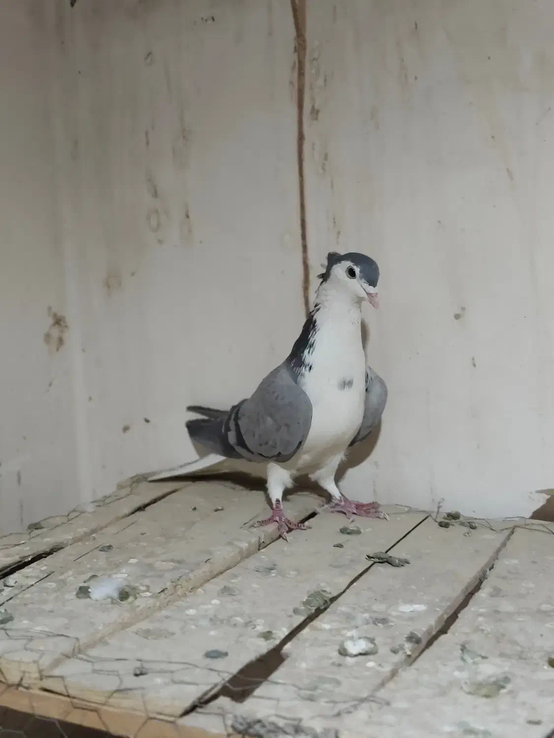 دمگیر|پرنده|اصفهان, سرتاوه|دیوار