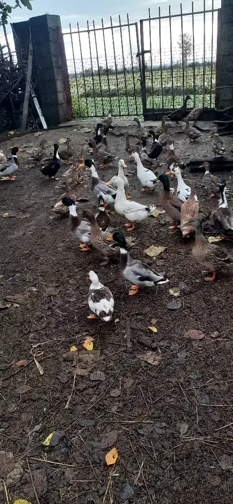 اردک محلی|حیوانات مزرعه|فومن, |دیوار