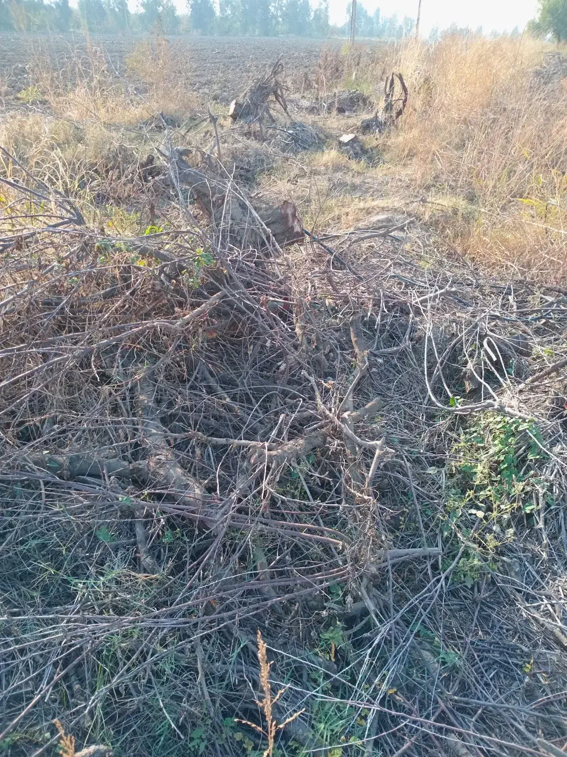 درخت|گل و گیاه طبیعی|گنبد کاووس, |دیوار