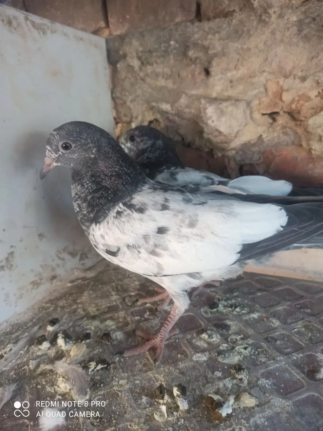 جوجه پاکستانی|حیوانات مزرعه|ایرانشهر, |دیوار