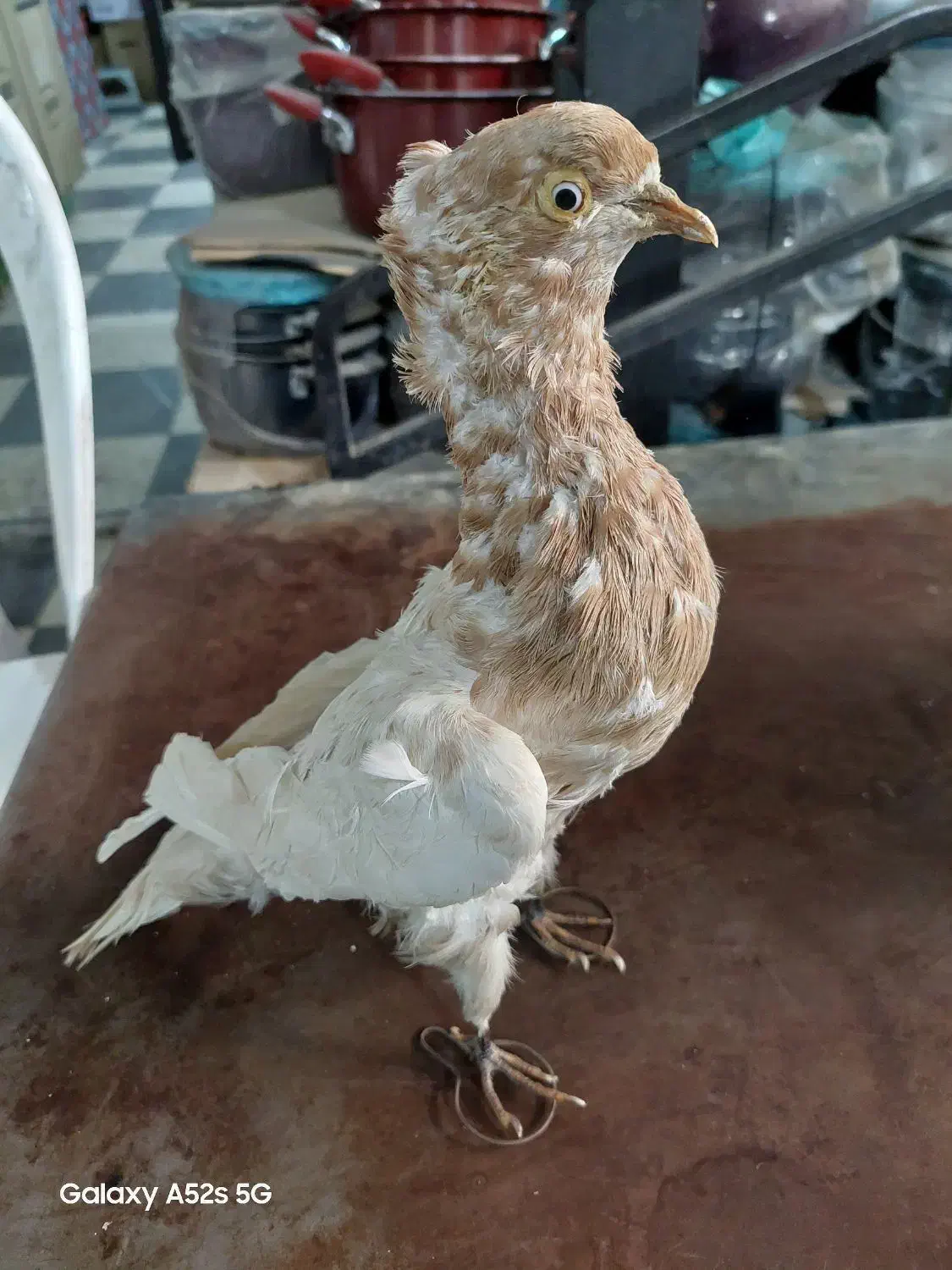 ماکت کبوتر|مجسمه، تندیس، ماکت|کرمانشاه, |دیوار