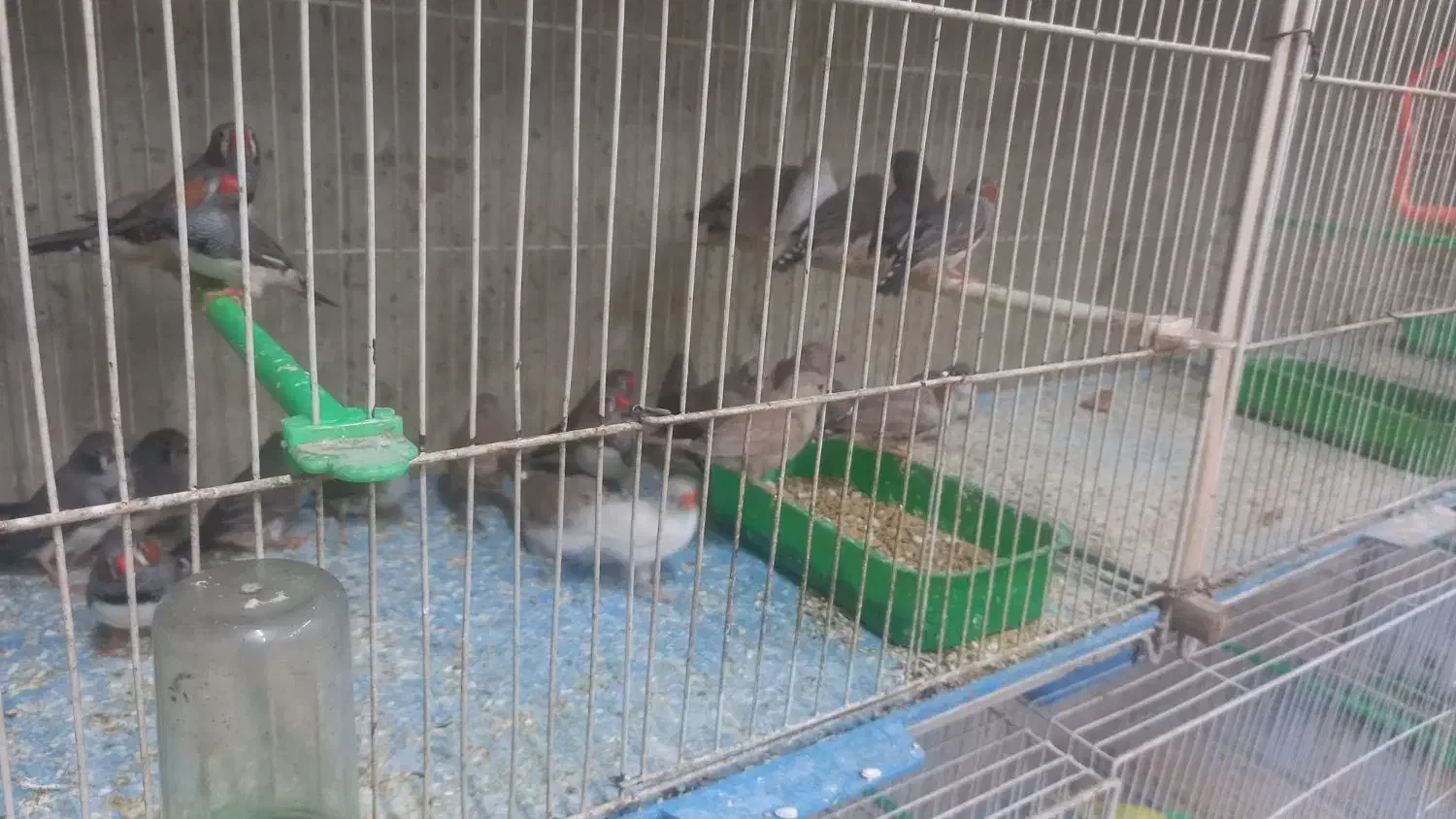 فنچ|پرنده|چناران, |دیوار