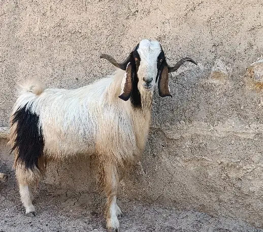 بز نر|حیوانات مزرعه|طرهان, |دیوار