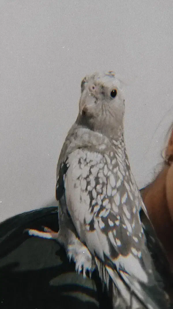 عروس هلندی|پرنده|تهران, پردیسان|دیوار