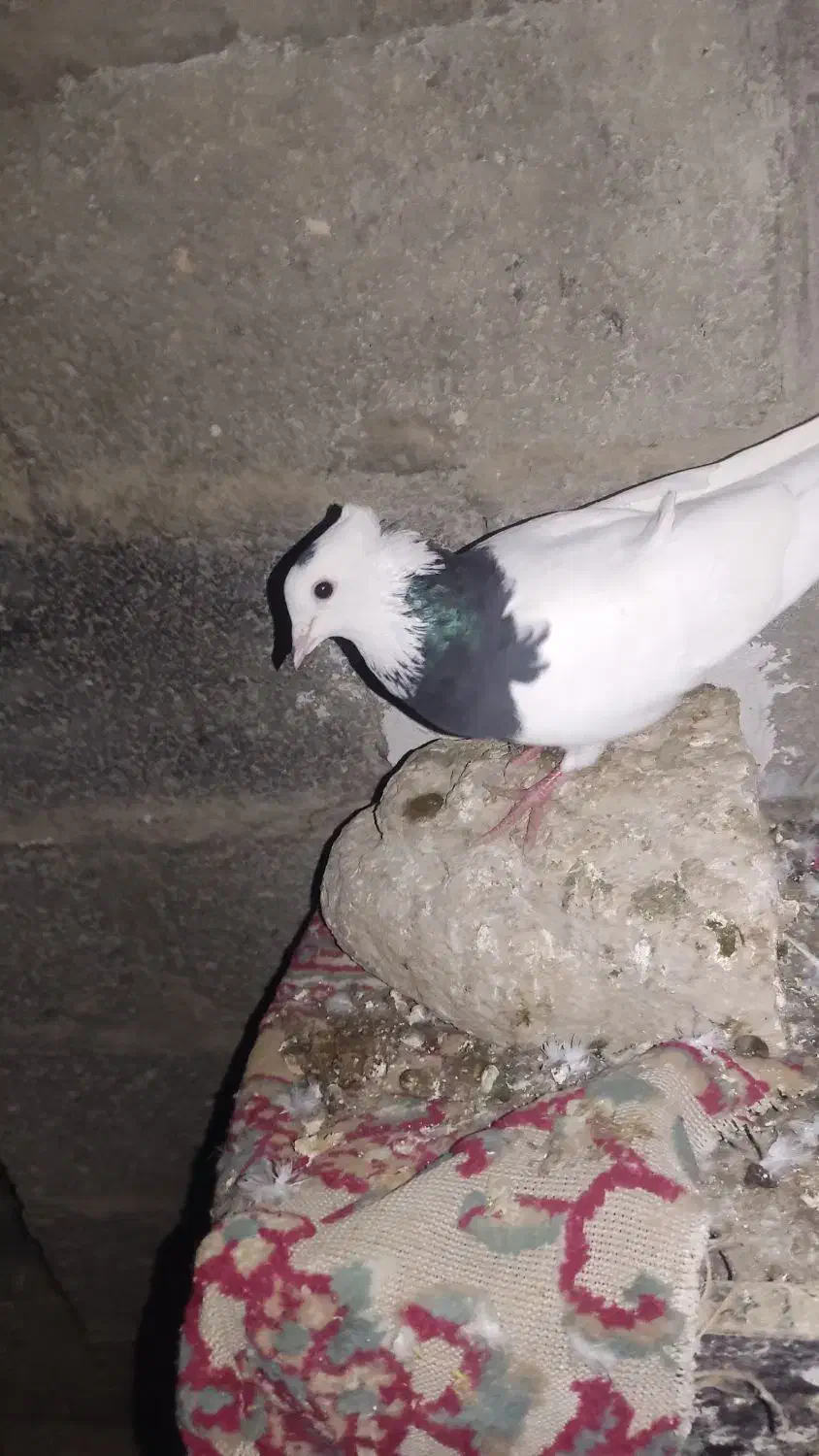 کبوتر طوقی|پرنده|مهر, |دیوار