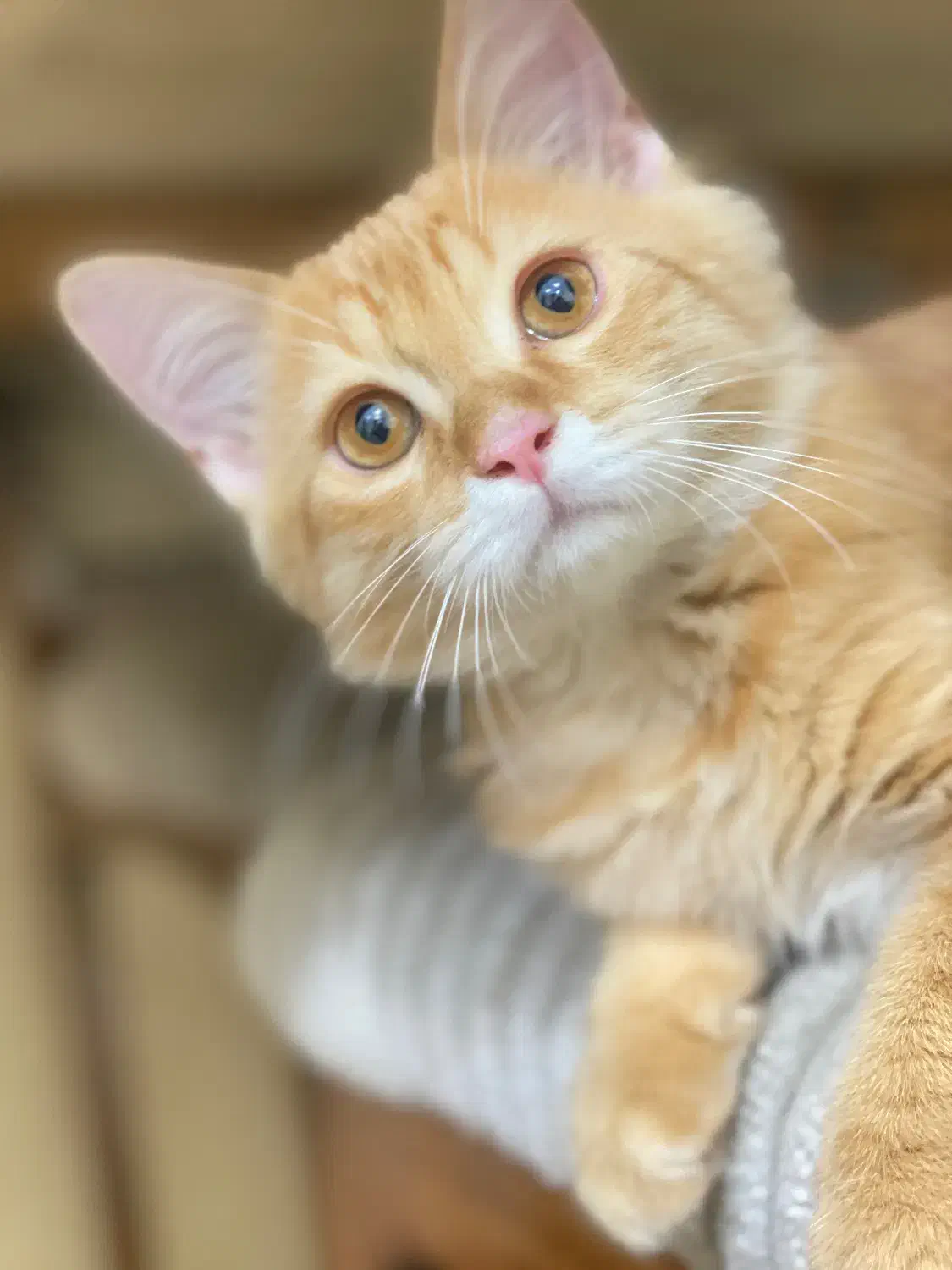 گربه|گربه|اهواز, گلستان|دیوار