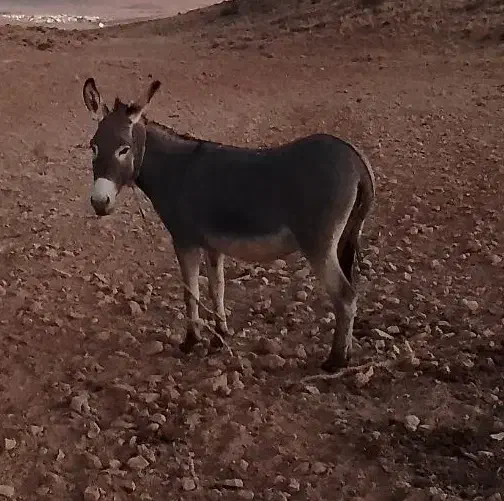 خر گله ای|حیوانات مزرعه|مرودشت, کناره|دیوار