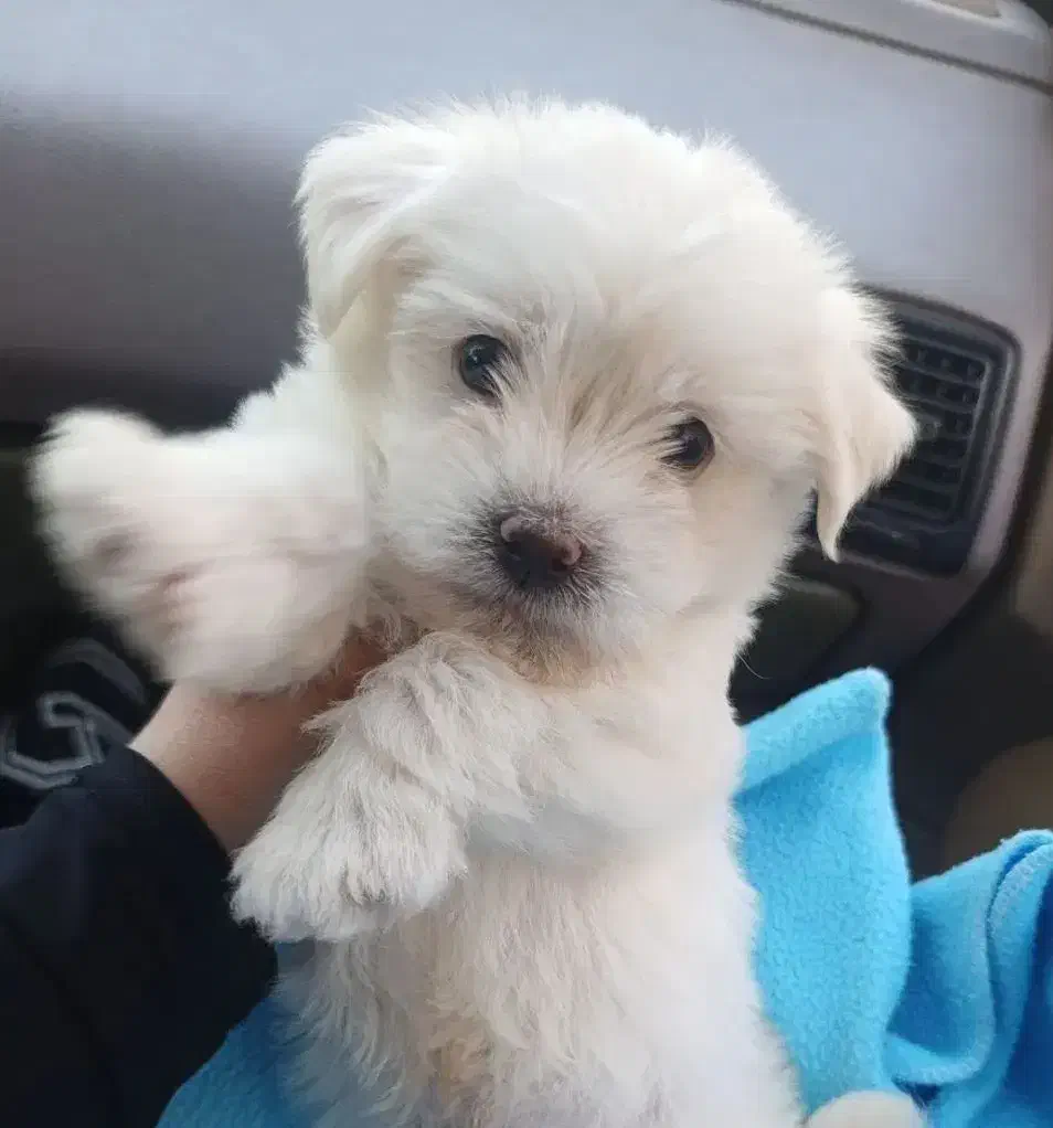 سگ نر|سگ|اندیشه, اندیشه فاز ۳|دیوار