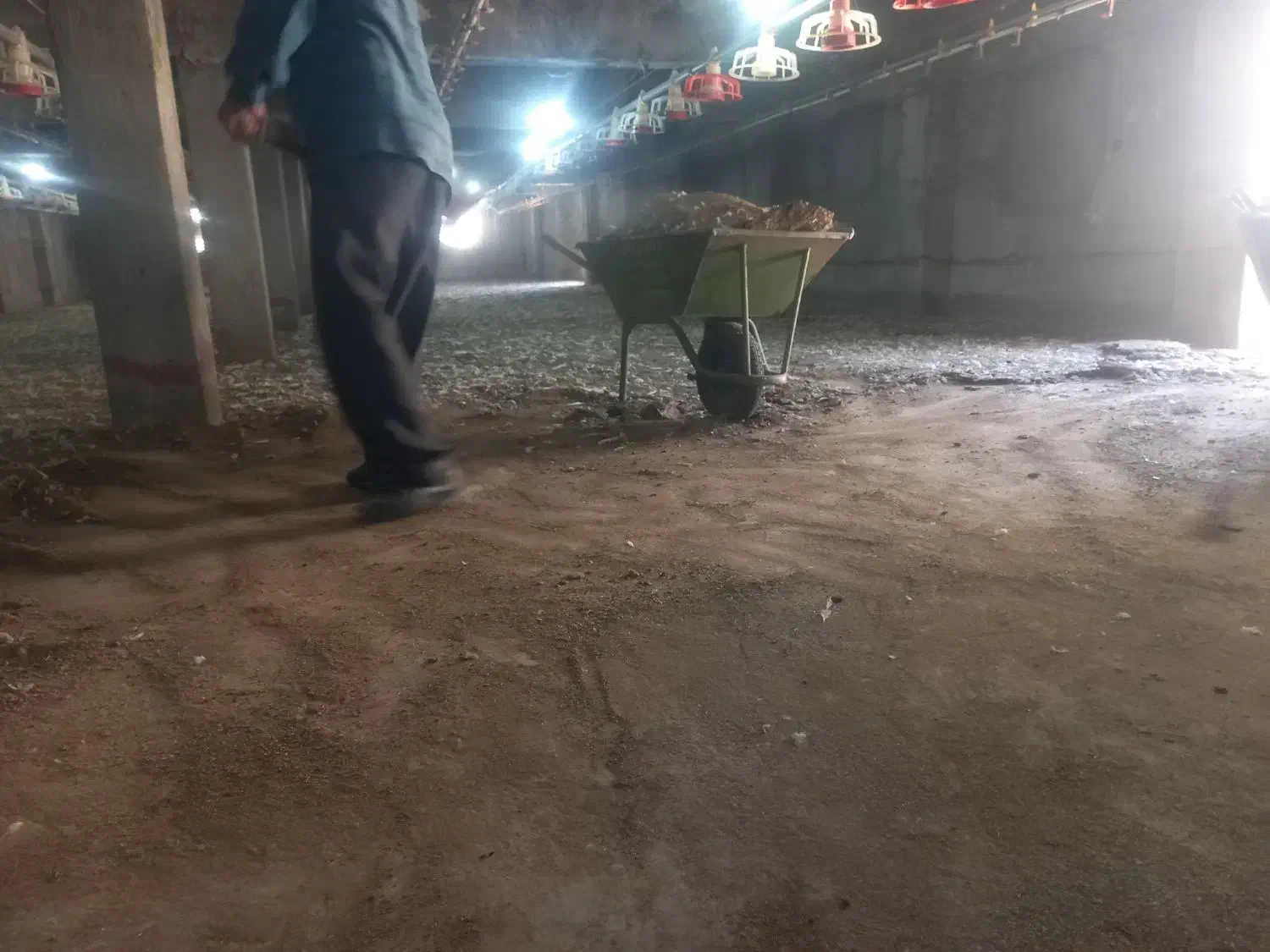 کود مرغی|گل و گیاه طبیعی|دهدشت, |دیوار