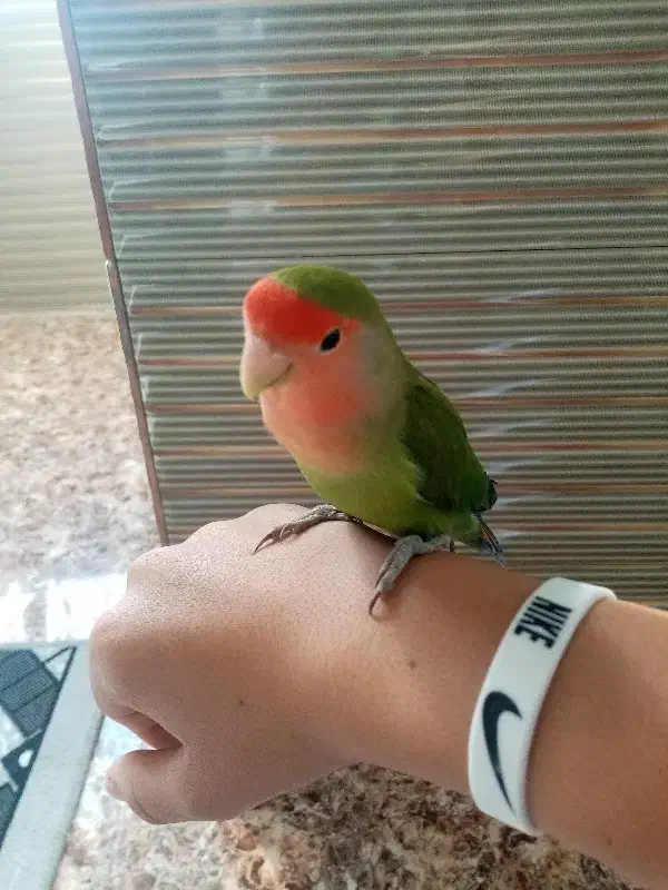 طوطی برزیلی|پرنده|سنندج, |دیوار