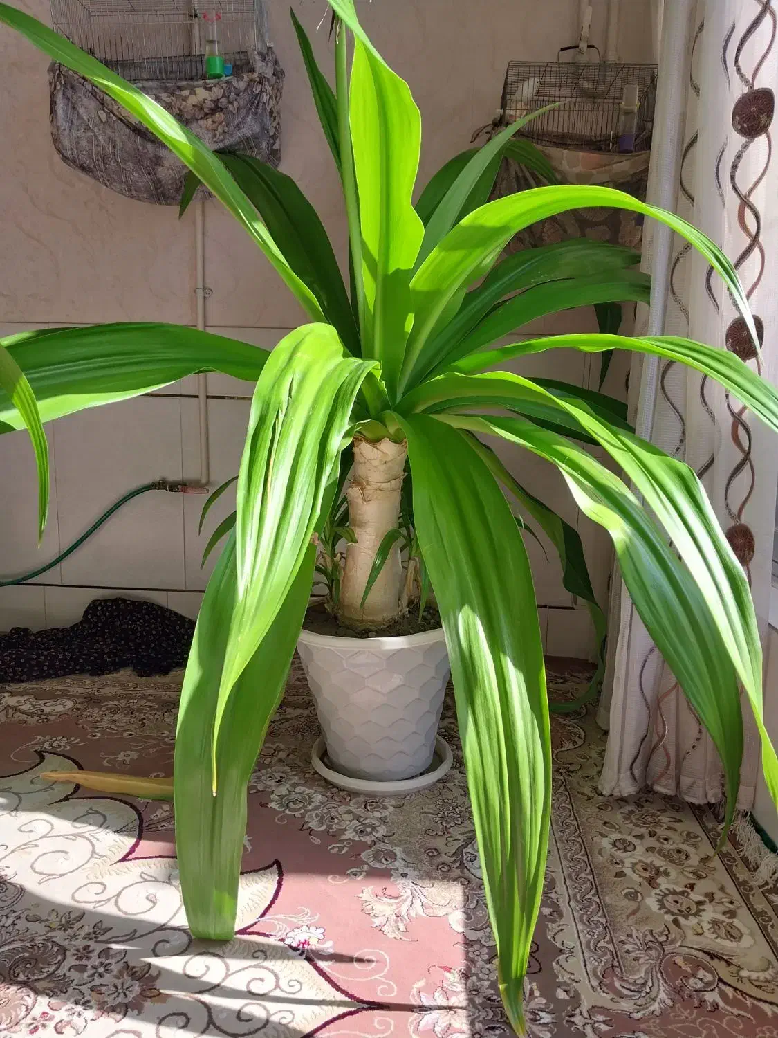 گل اشک ملکه|گل و گیاه طبیعی|اصفهان, ارداجی|دیوار