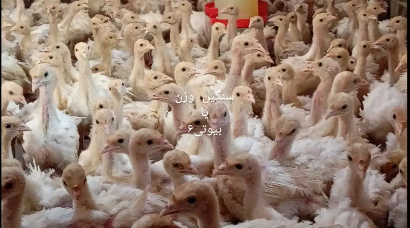 ۱۰۰عدد بوقلمون سنگین وزن (بیوتی6)|حیوانات مزرعه|سقز, |دیوار