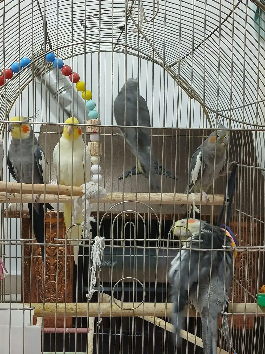 عروس هلندی|پرنده|سلماس, |دیوار