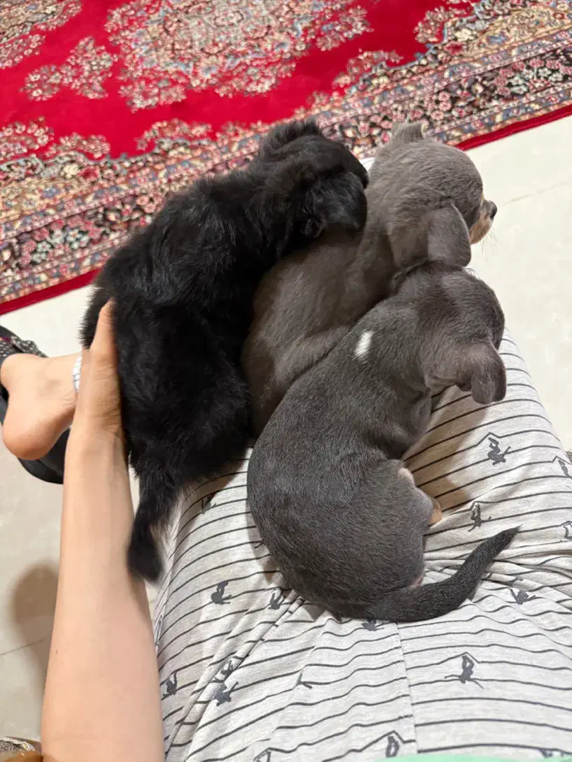 سگ شیهوواوا|سگ|نوشهر, |دیوار