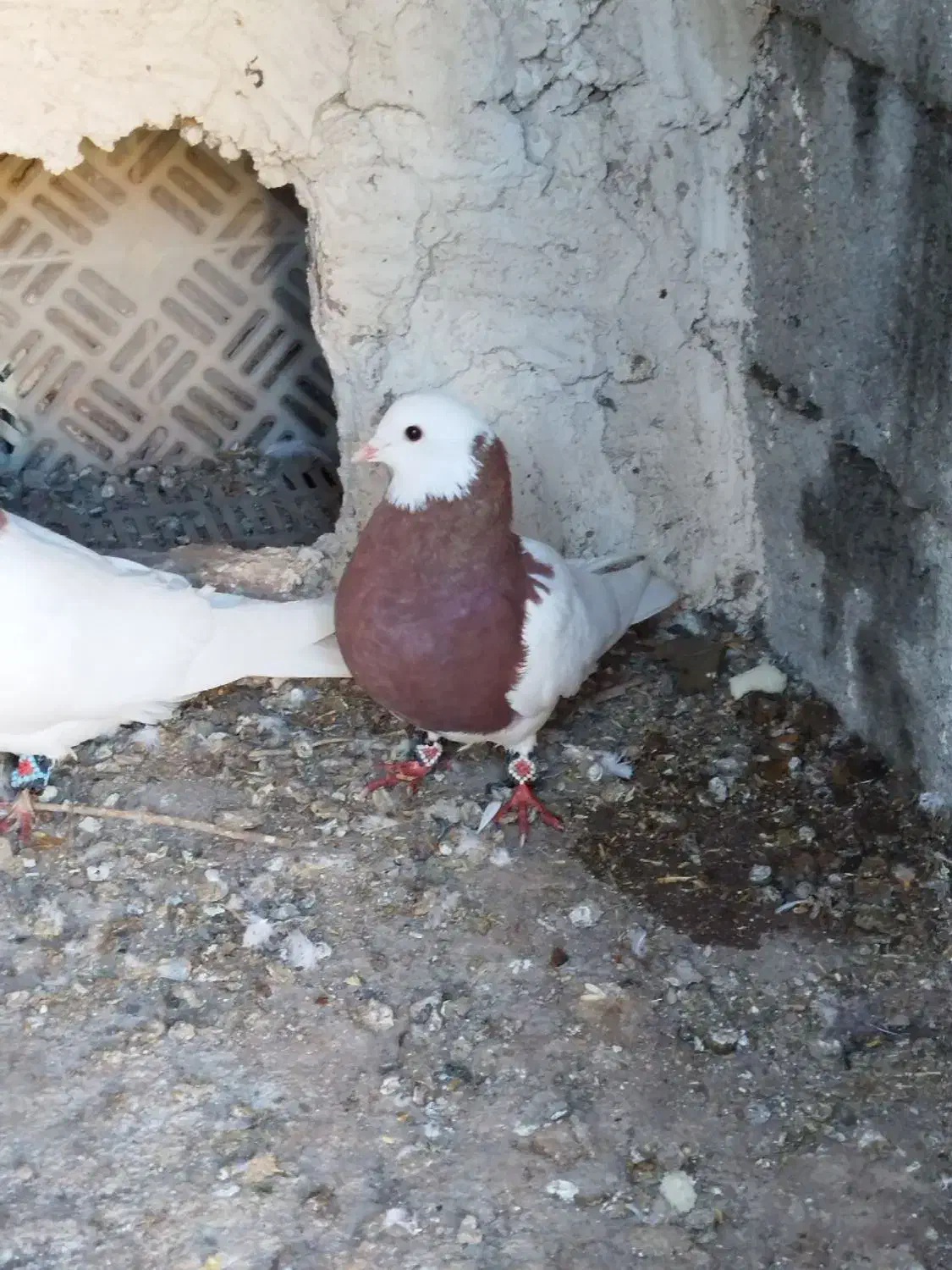 کلفه|پرنده|اردبیل, |دیوار