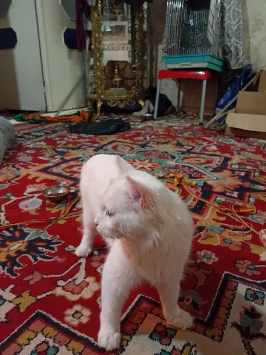 گربه پرشین آنکارا نر|گربه|تبریز, |دیوار