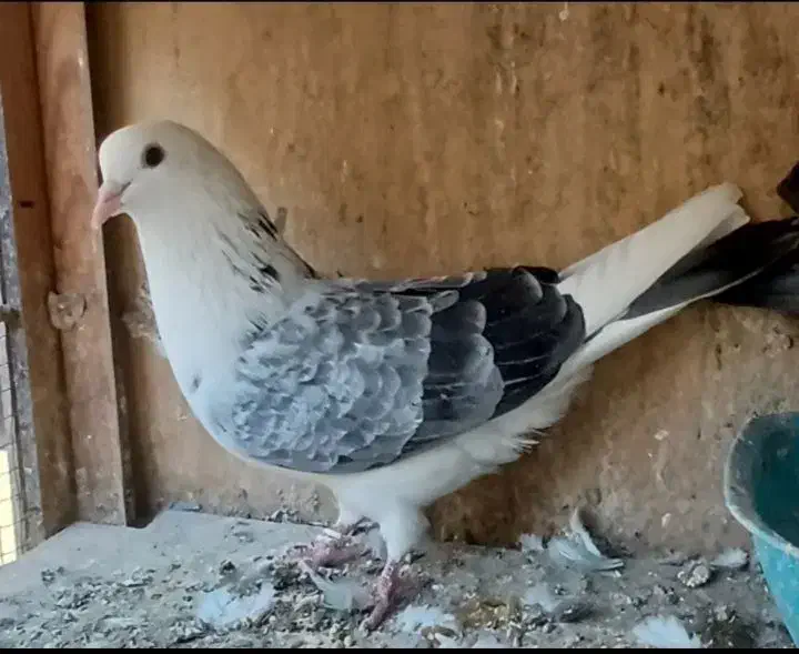 نر پشت سنگی دولابی|پرنده|تهران, دولاب|دیوار