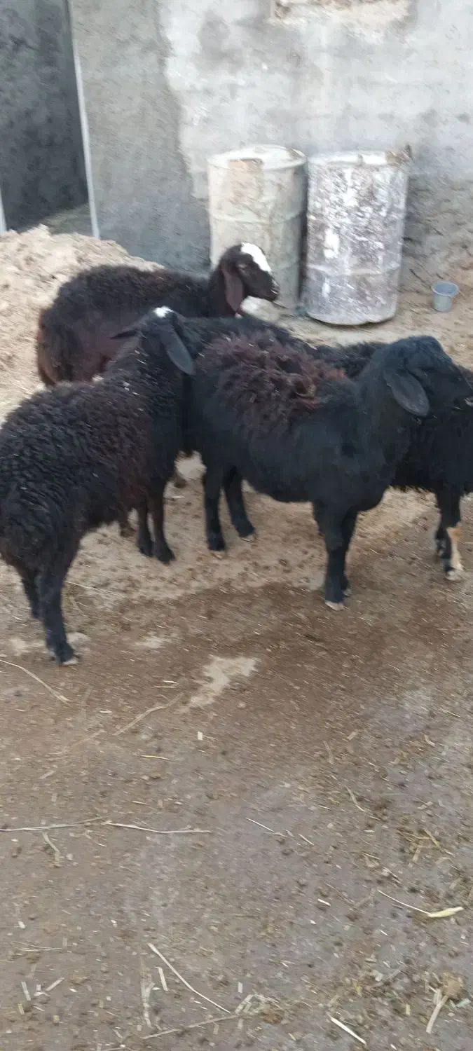 پنج راس بره مادیه قره قزل و قره چال|حیوانات مزرعه|حلب, |دیوار