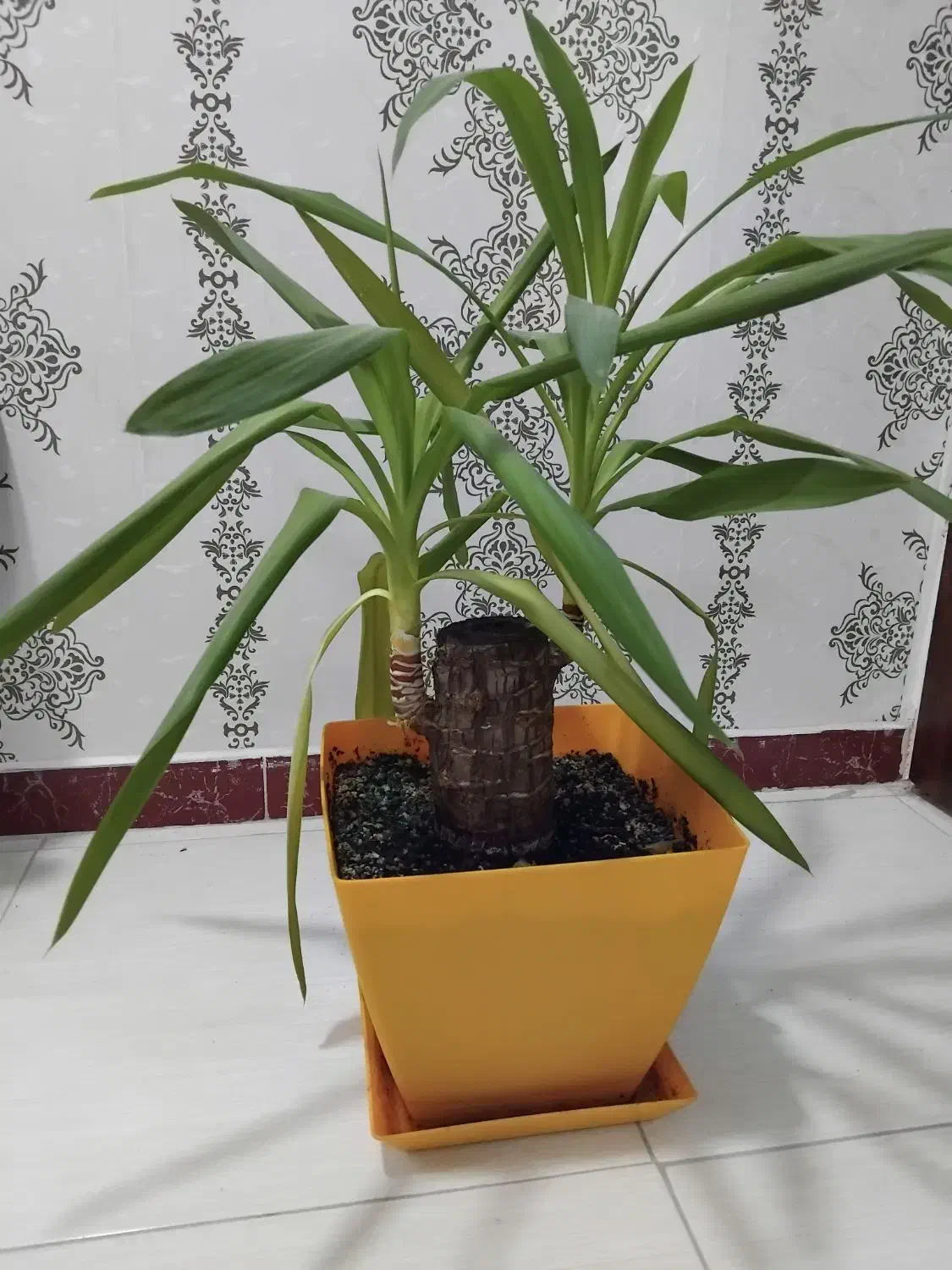 بونسای یوکا|گل و گیاه طبیعی|رشت, شهرک آیت الله منتظری|دیوار