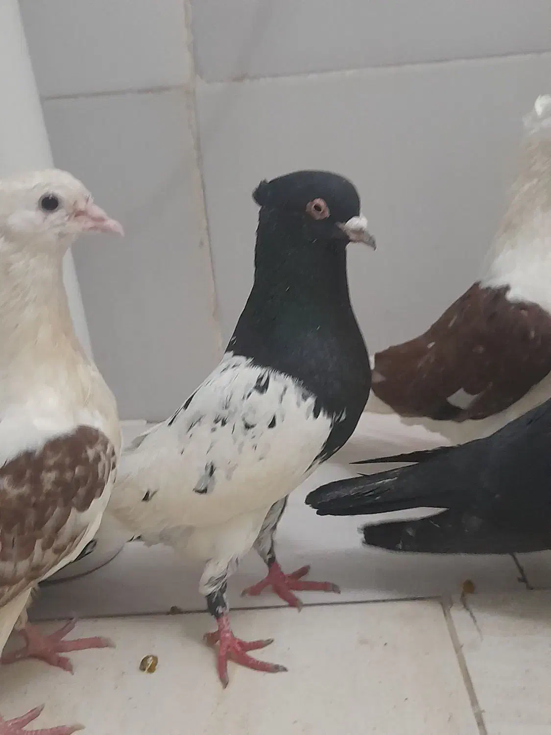 کبوتر|حیوانات|شوشتر, |دیوار