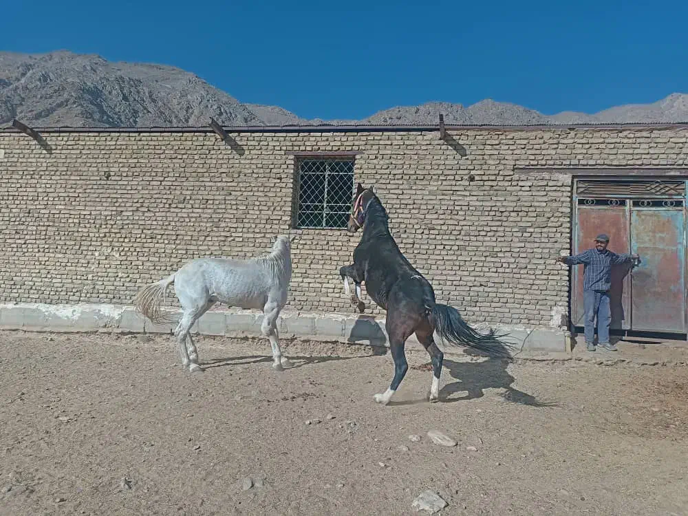 هفت راس اسب|اسب و تجهیزات اسبسواری|سمنان, |دیوار