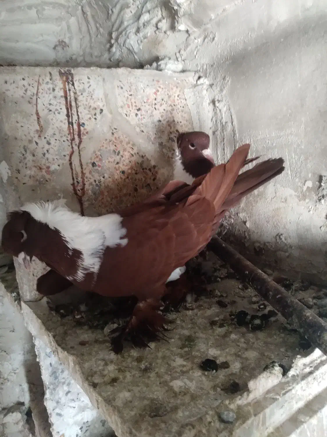 ککلی نر|پرنده|اردبیل, |دیوار