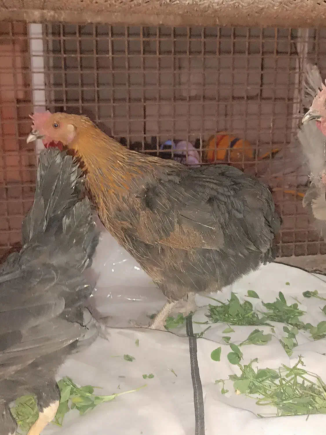 مرغ محلی|پرنده|گنبکی, |دیوار