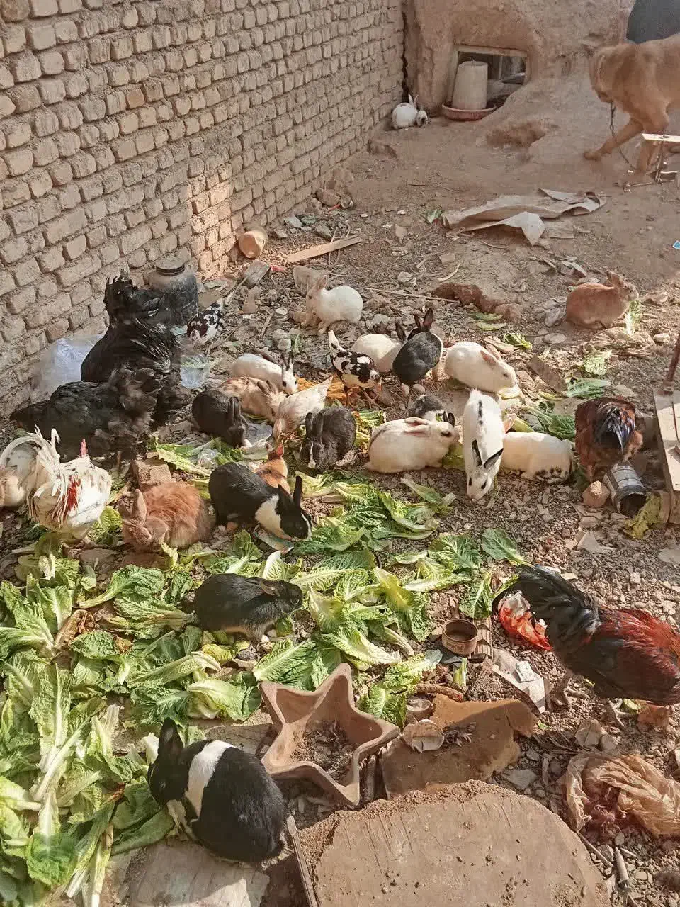 خرگوش دورگه|موش و خرگوش|اراک, |دیوار