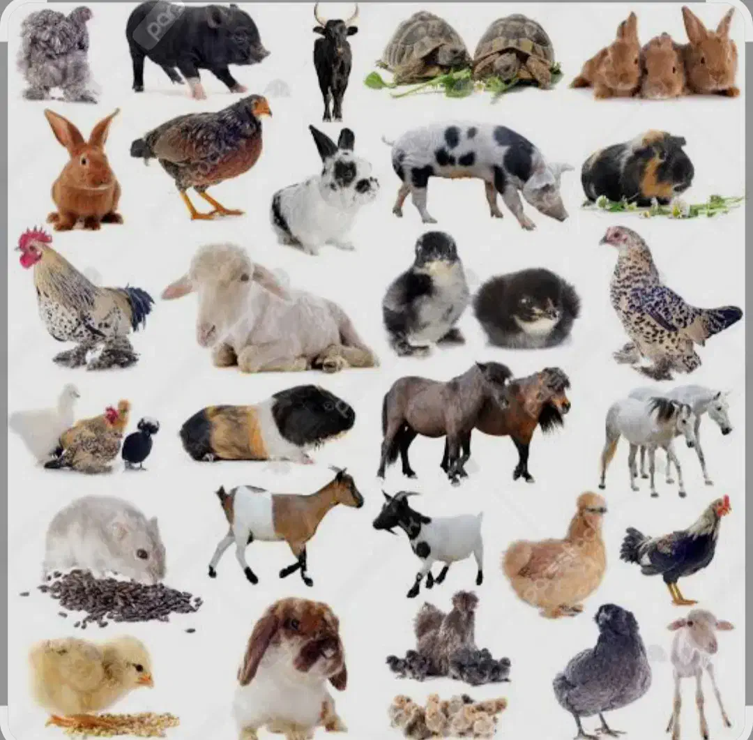 الاغ ماده|حیوانات مزرعه|تفت, |دیوار