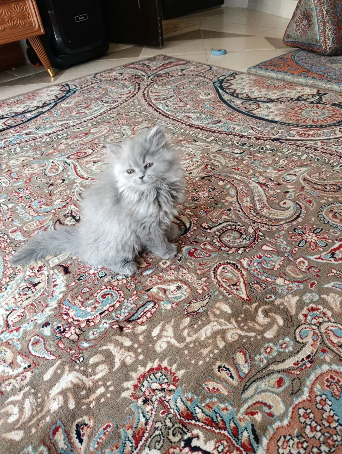 واگذاری  گربه بریتیش نر ۴ماهه|گربه|میبد, |دیوار