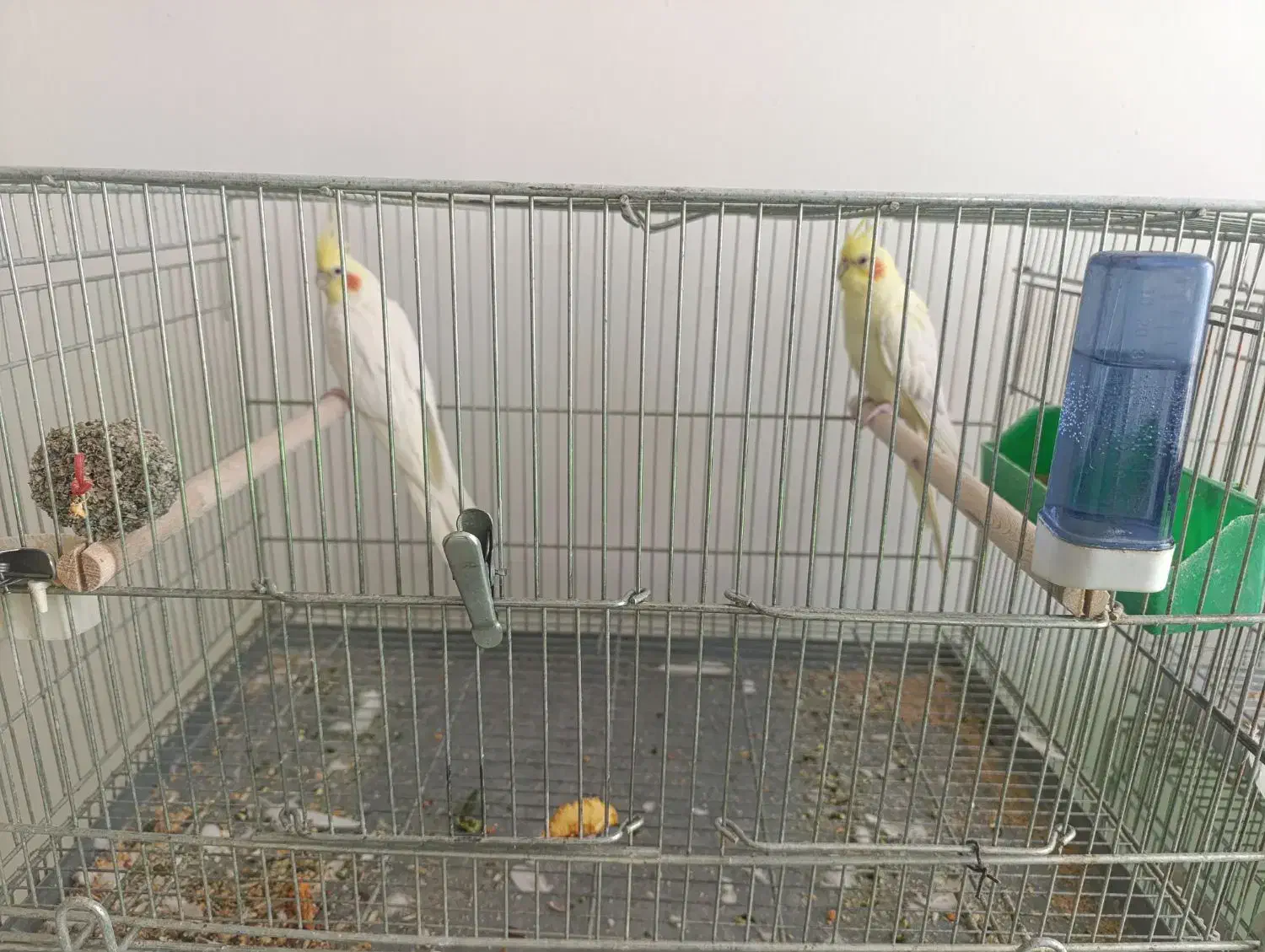 چند جفت عروس هلندی|پرنده|فارسان, |دیوار