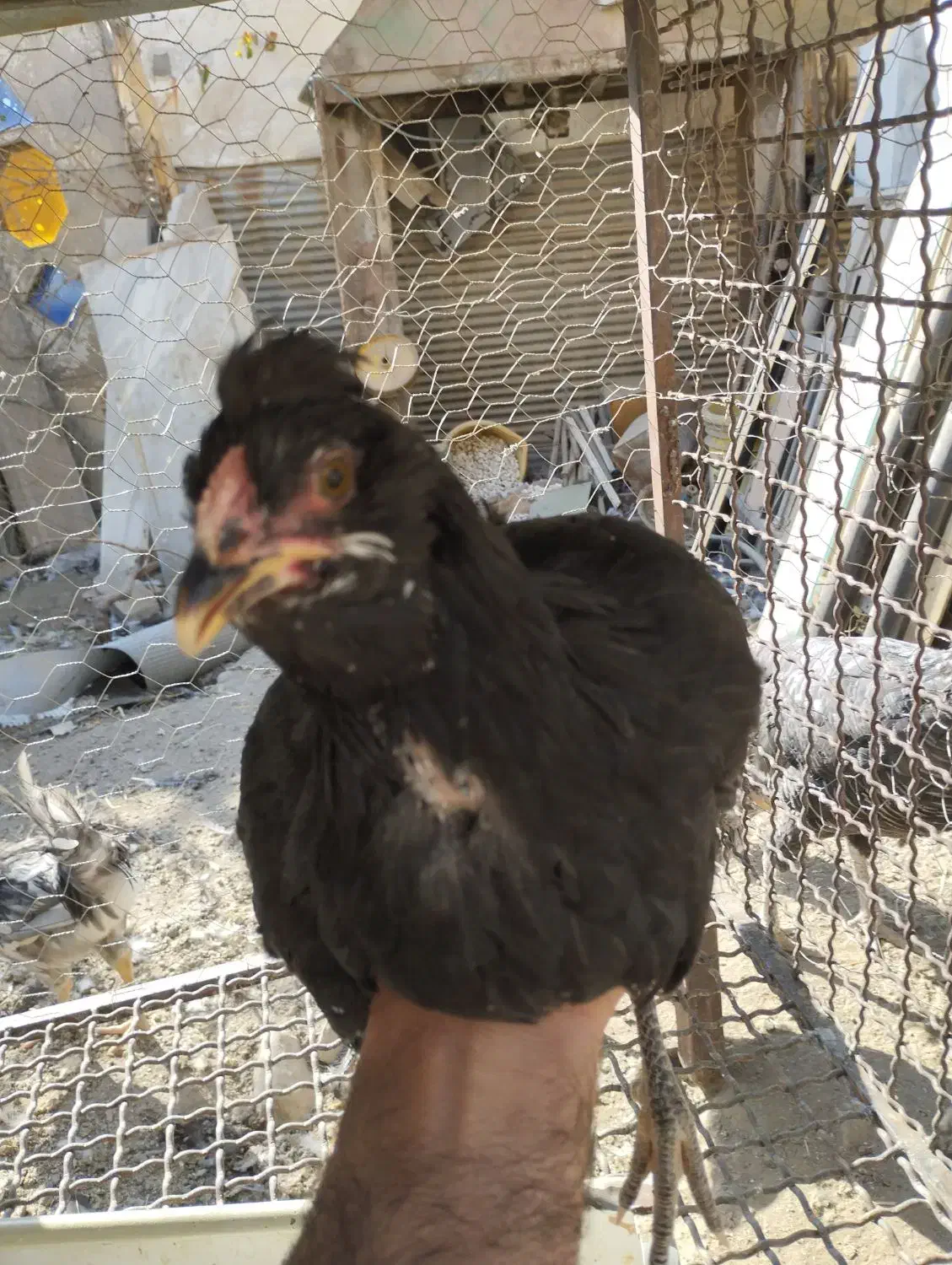 نیمچه مرغ گلین زیر مرغی|حیوانات مزرعه|کرج, شهرک جهان‌نما|دیوار