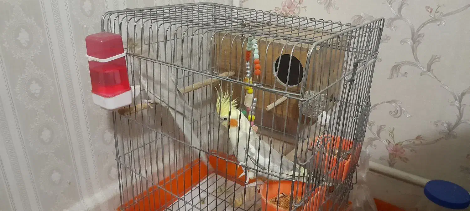 یه جفت عروس هلندی بالغ همراه قفس و لانه|پرنده|تهران, شهرک زینبیه|دیوار