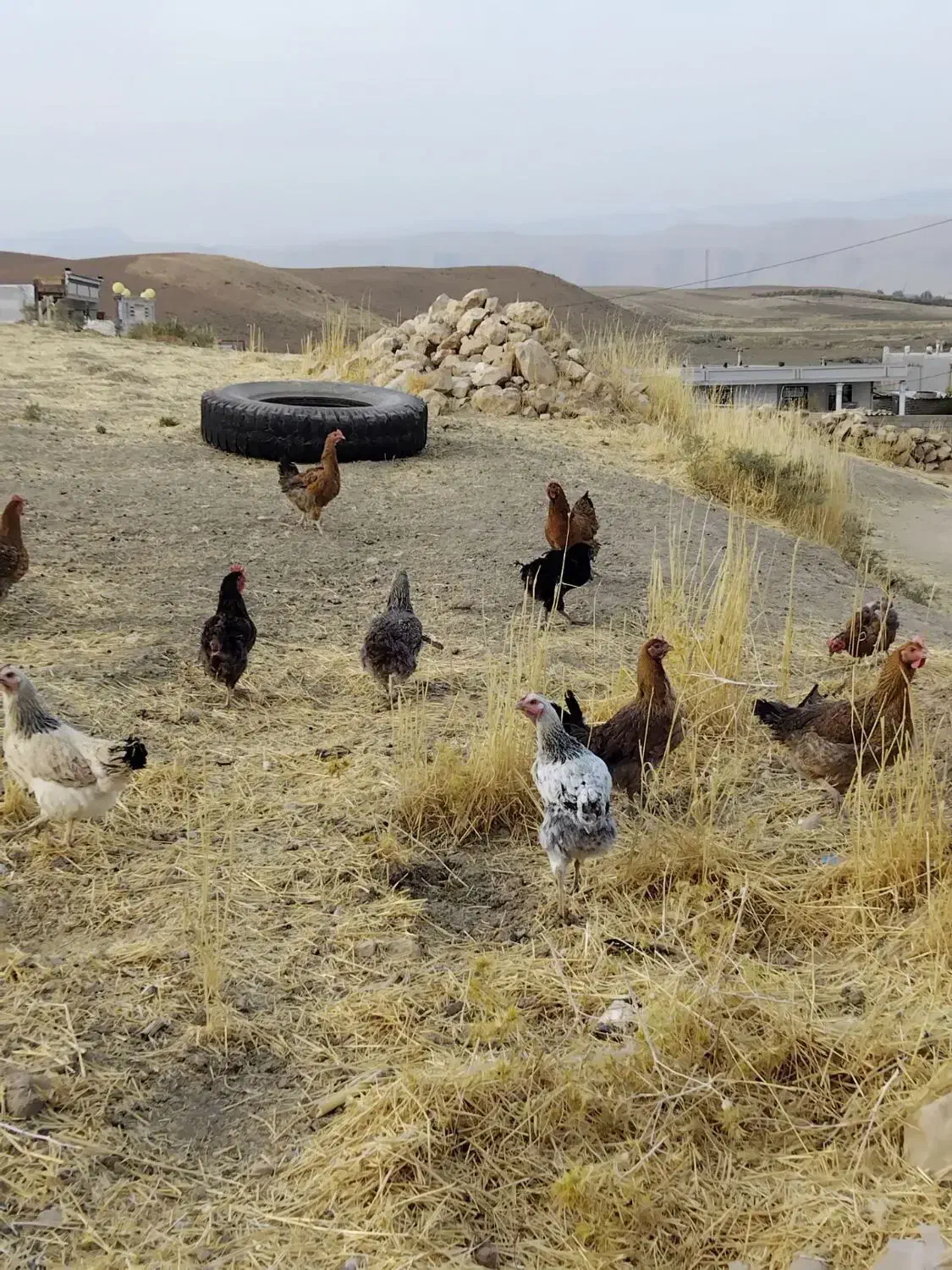 یازده مرغ چاق محلی ، هرکدوم350|حیوانات مزرعه|کوهدشت, |دیوار
