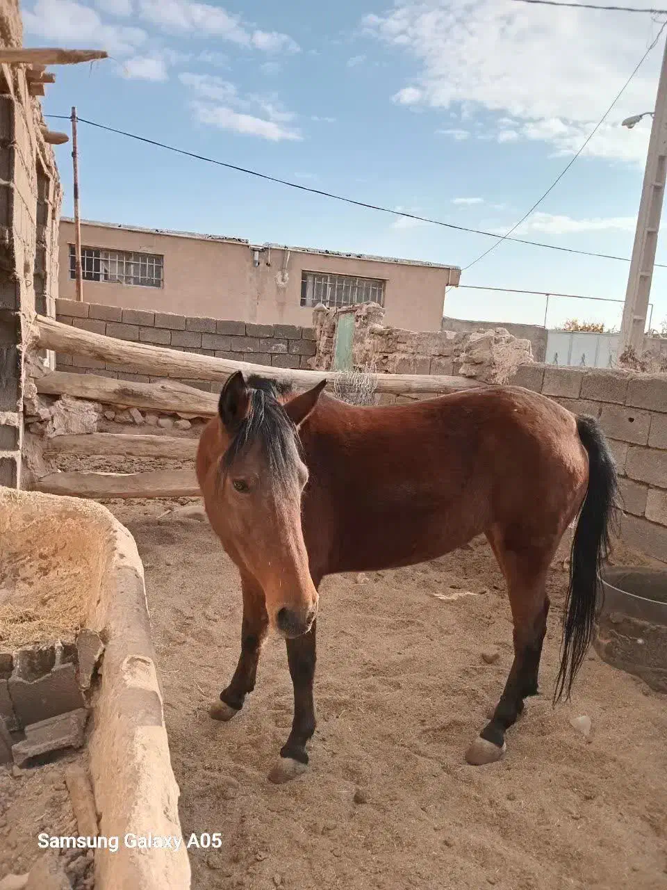 اسب دره شوری|اسب و تجهیزات اسبسواری|مهدی شهر, |دیوار