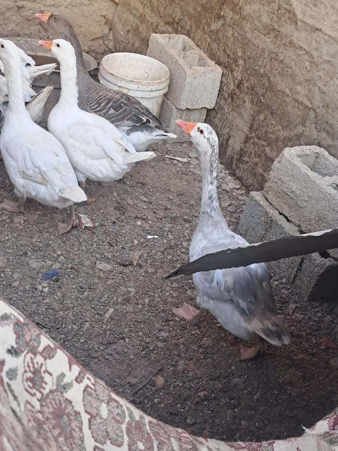 جوجه محلی|حیوانات مزرعه|بهبهان, |دیوار