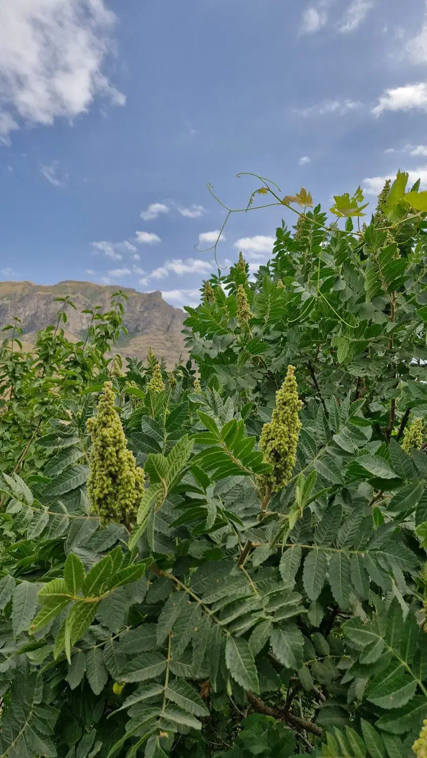 سماق قرمز|خوردنی و آشامیدنی|تهران, ونک|دیوار