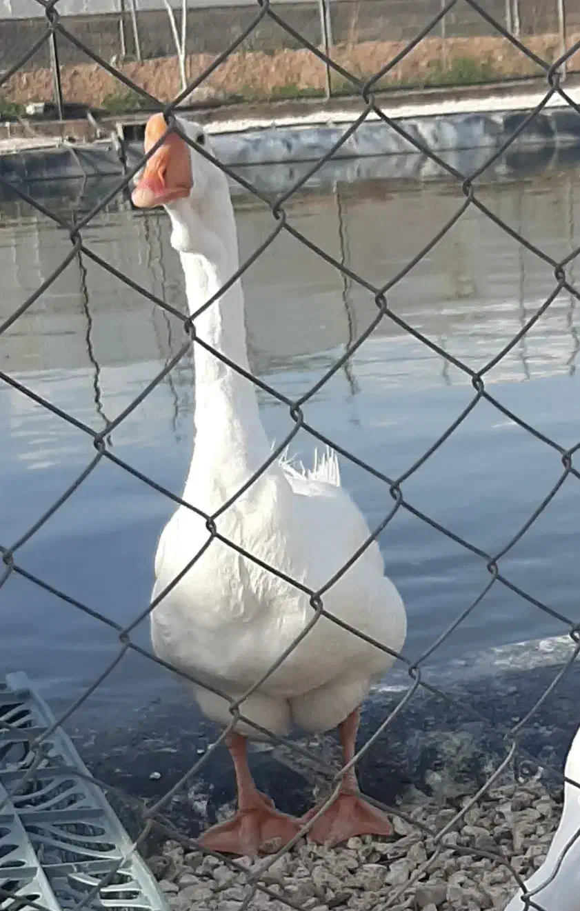 غاز لیندا|حیوانات مزرعه|ساری, |دیوار