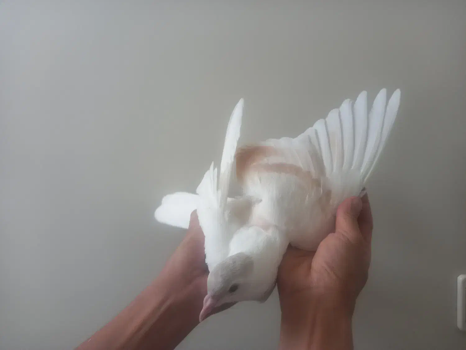 کبوتر ساده . چپ|پرنده|مشهد, آزادشهر|دیوار